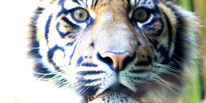 3888x2592 tiger 4K wallpapers for your desktop or mobile screen free and easy