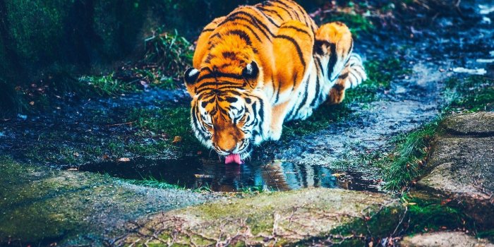 1920x1280 Tiger Wallpaper (37+), Find HD Wallpapers For Free