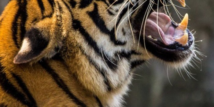 1080x1920 Download Roaring Tiger Free Pure 4K Ultra HD Mobile Wallpaper