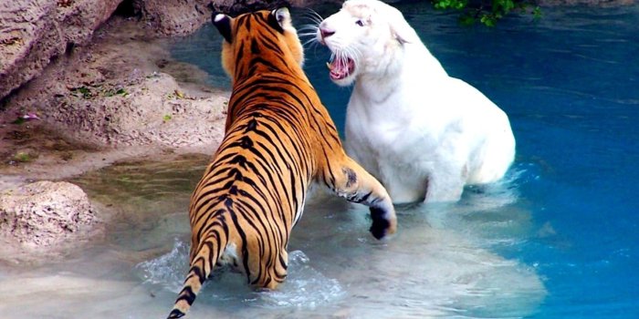 1920x1200 76+ Tiger Hd Wallpapers on WallpaperPlay