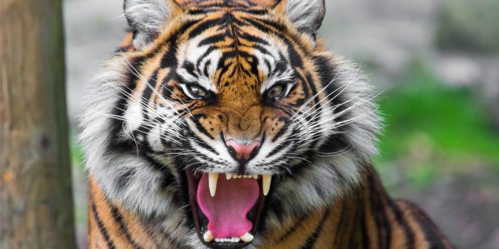 3840x2160 Beautiful Tiger Wallpaper ,free download, (60) - cerc-ug.org