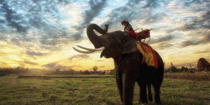 1600x972 2961798 1600x972 elephant animals thailand wallpaper and background