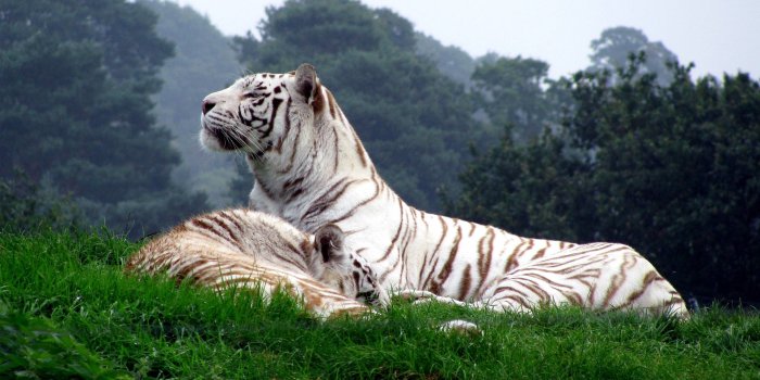 2560x1600 White Tiger Wallpaper HD ·① WallpaperTag