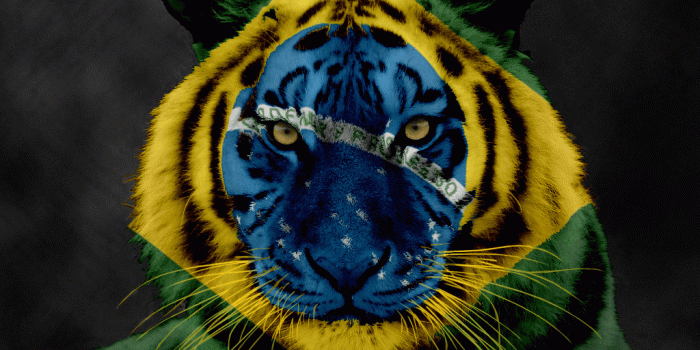 1024x768 Brazilian Tiger Wallpaper 62999 1024x768px