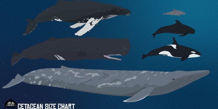 1920x1080 ArtStation - Cetacean Size Chart, Fahim Akbar