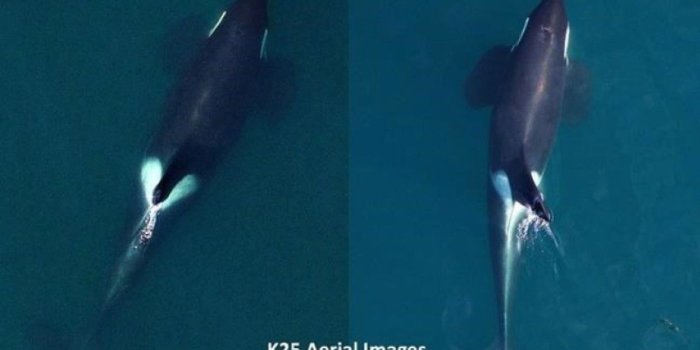 1280x800 Three southern resident killer whales declared dead plunging