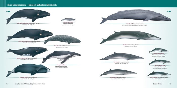 1500x750 Encyclopedia of Whales, Dolphins, and Porpoises by Erich Hoyt