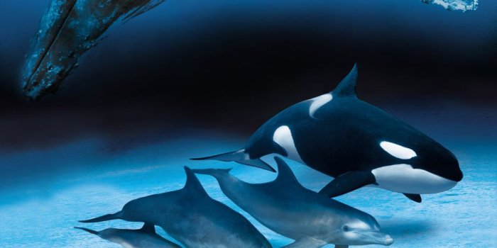 1044x772 images of whales and dolphins | IMAX Melbourne Museum - I know they