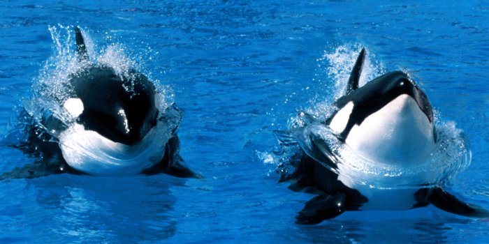 1600x1200 Index of /Library/Images/Slideshows/Gallery/Fauna/Cetaceans