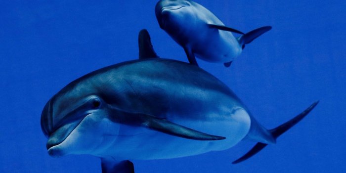 1600x900 Whales and dolphins evolved big brains because of social forces