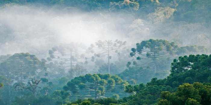 1920x1080 Brazilian Pine – Bing Wallpaper Download