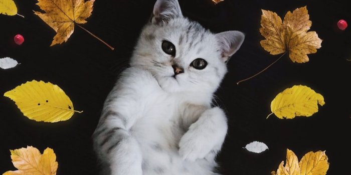 1600x500 Cat Wallpaper | 44 best free wallpaper, cat, pet and animal photos