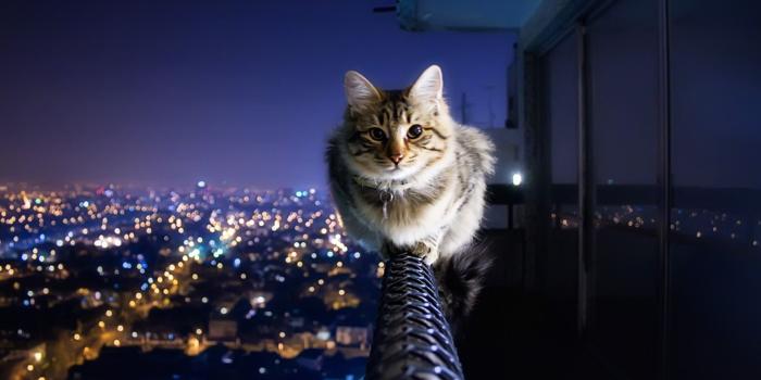 1920x1200 75+ Cat Background Wallpapers on WallpaperPlay