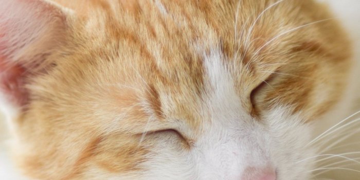 1440x2560 Sleeping Cat Wallpaper - iPhone, Android & Desktop Backgrounds