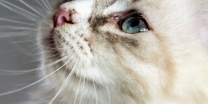 1440x2560 White Cat Wallpaper - iPhone, Android & Desktop Backgrounds