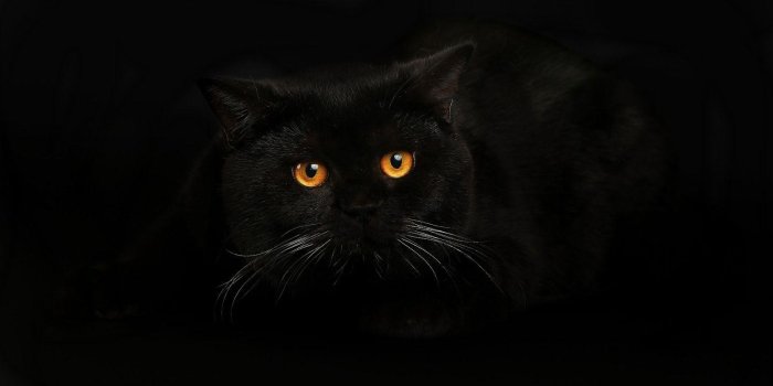 1600x900 Wallpapers Black Cat