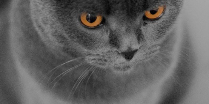720x1280 Cute Cat Wallpapers (720x1280) for Mobiles - Album on Imgur
