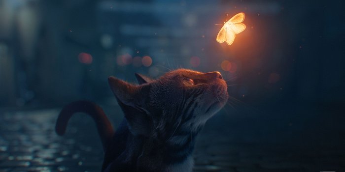 2560x1440 Cat Looking At Butterfly Digital Art, HD Artist, 4k Wallpapers