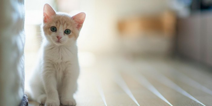 1920x1280 White Cat Wallpapers - Top Free White Cat Backgrounds - WallpaperAccess