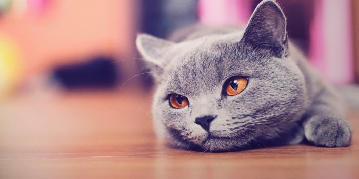 2560x1600 Cute Cat Wallpapers for Desktop (66+ images)