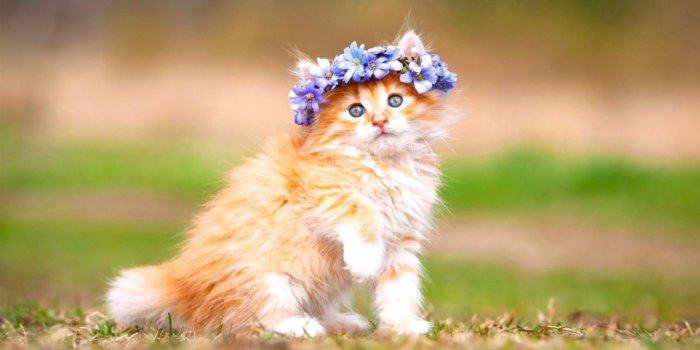 1284x714 Cats Wallpaper For Laptop | Wallpapers Gallery