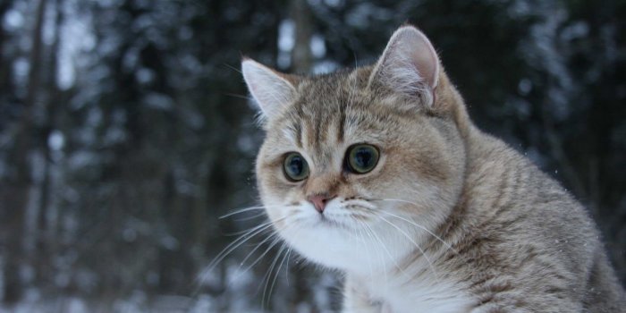 1920x1080 1920x1080 Cat Wallpaper (79+ images)
