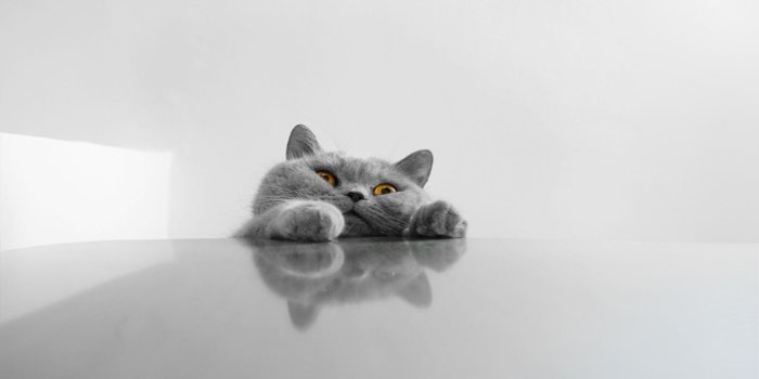 1920x1200 Cat Desktop Wallpapers - Wallpaper, High Definition, High Quality