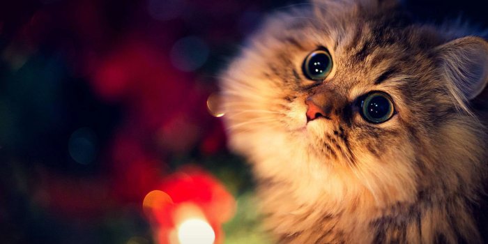 1920x1080 61+ Christmas Cat Wallpapers on WallpaperPlay