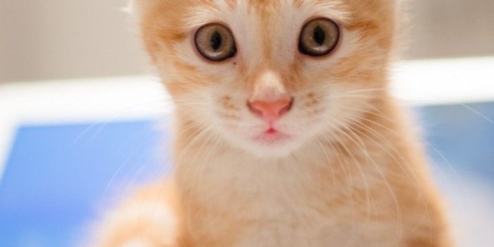 720x1280 Wallpaper kitten, cat, cute, 8k, Animals #14575