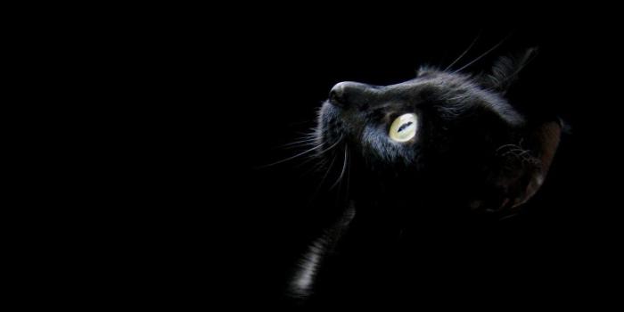 1600x1200 Wallpapers Black Cat