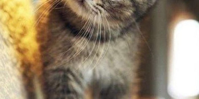 736x1308 Cute Cat Wallpaper iPhone | Cute Cat Wallpapers | Cute cat wallpaper
