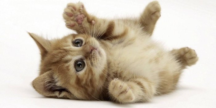 1280x720 Cute Cat Wallpaper HD