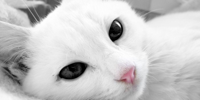 2048x1536 White Cat Wallpapers