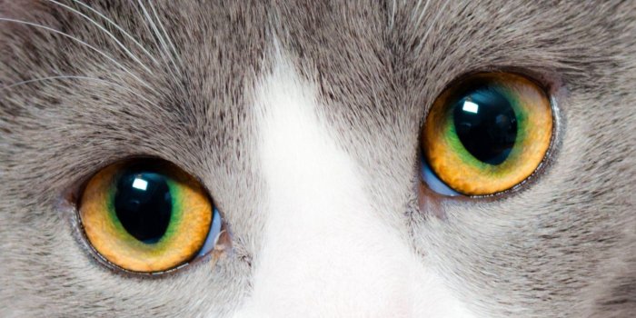 1440x2560 Grey and White Cat Wallpaper - iPhone, Android & Desktop Backgrounds