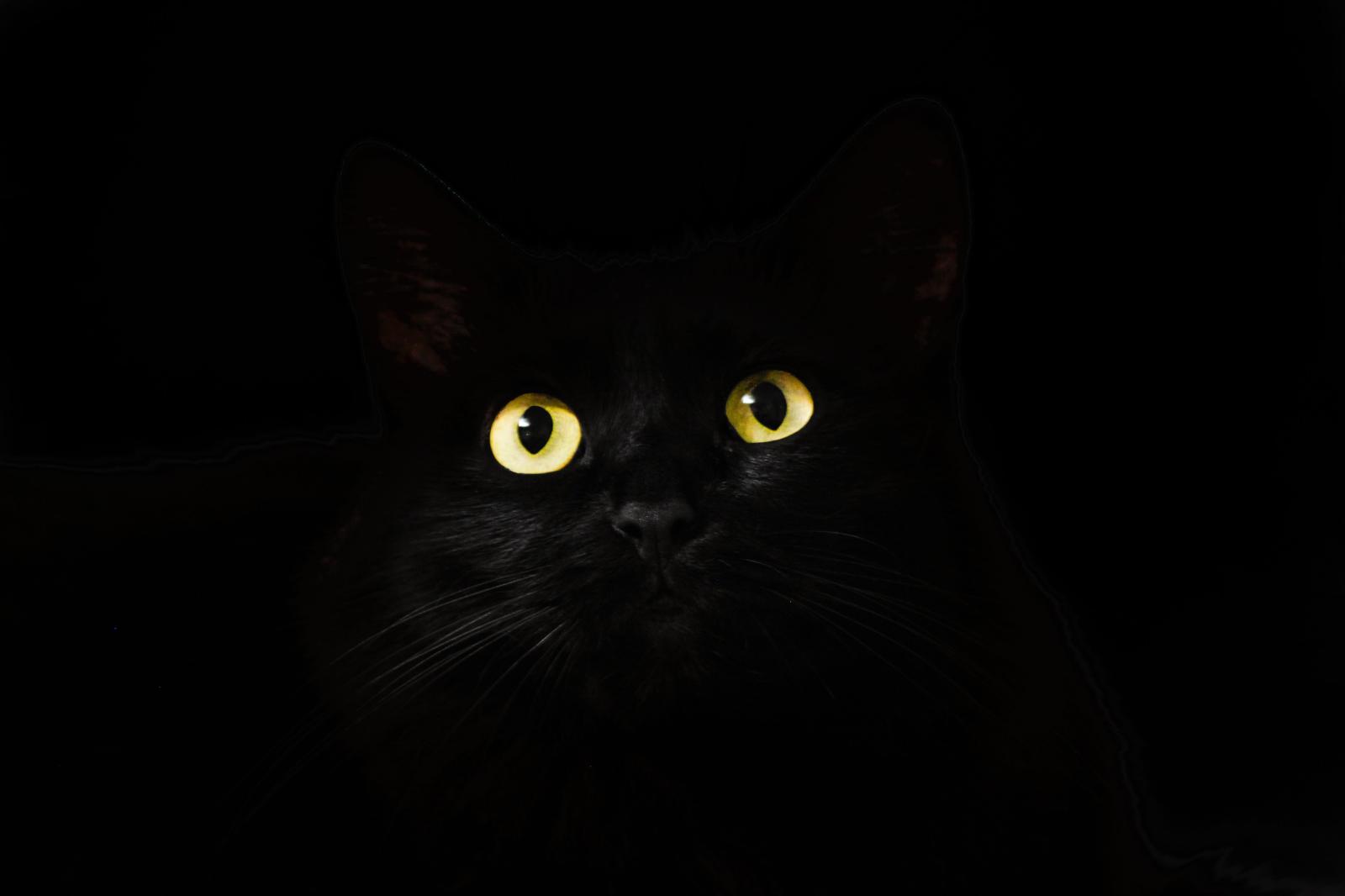 4752x3168 Black Cat Eyes Dark 5k, HD Animals, 4k Wallpapers, Images