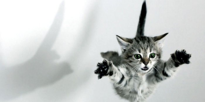 1920x1080 Baby cats wallpaper 6