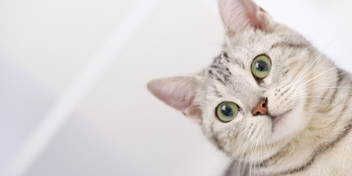 1920x1200 Cat Wallpaper #6779444
