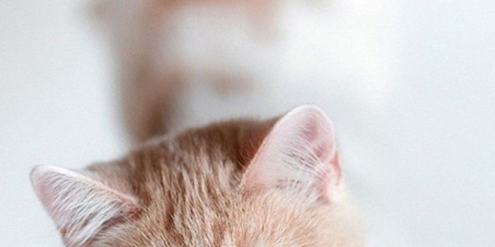 1080x1920 Cat Wallpaper iPhone | Kitties | Kitten wallpaper, Cat wallpaper, Cats