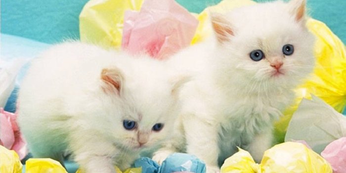 1366x768 30 Cute and Lovely Cat Wallpapers for Desktop