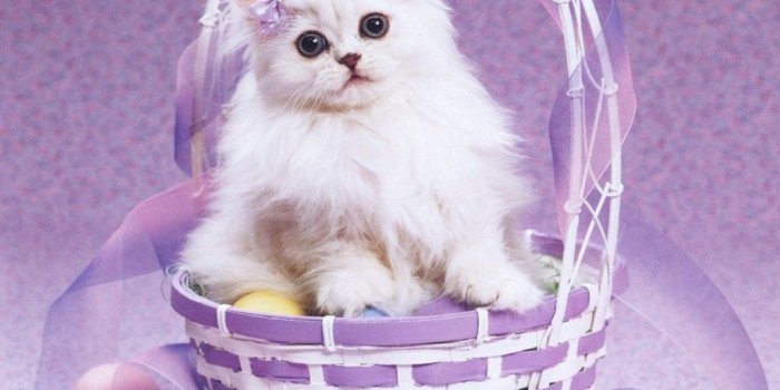 1024x768 Free Easter Cat Wallpaper - Cutest Paw