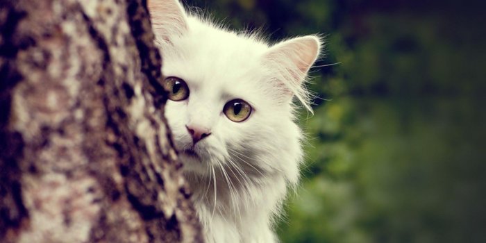 1920x1200 White Cat Wallpapers