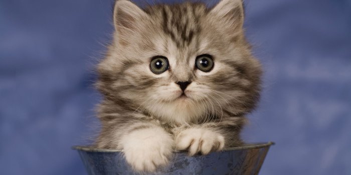 1920x1080 Cat Wallpaper 14231 - HDWPro