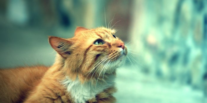 2560x1440 Cat Wallpapers - Purrfect Love