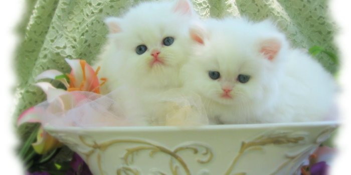 1569x1109 50+ Persian Baby Kitten Wallpapers - Download at WallpaperBro