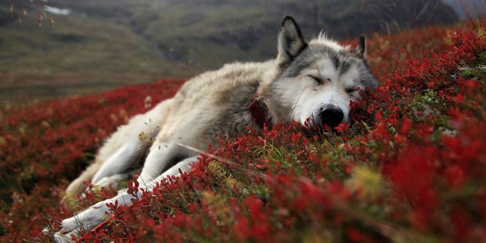 1920x1200 66 Alaska HD Wallpapers | Background Images