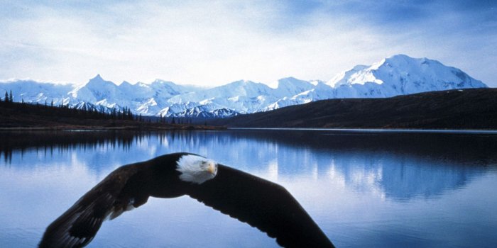 1920x1440 An Eagle from Alaska HD Wallpaper