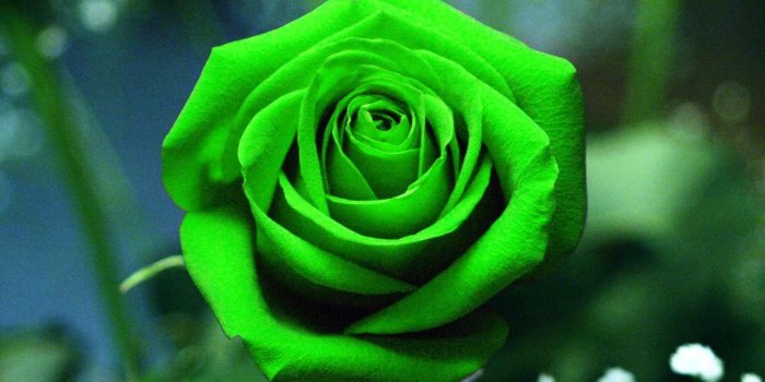 1843x1224 Green Rose Flower Wallpaper HD Pictures HD Wallpapers Cool Images
