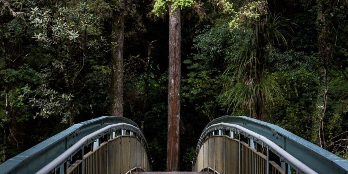 1440x2560 Forest Bridge Wallpaper - iPhone, Android & Desktop Backgrounds