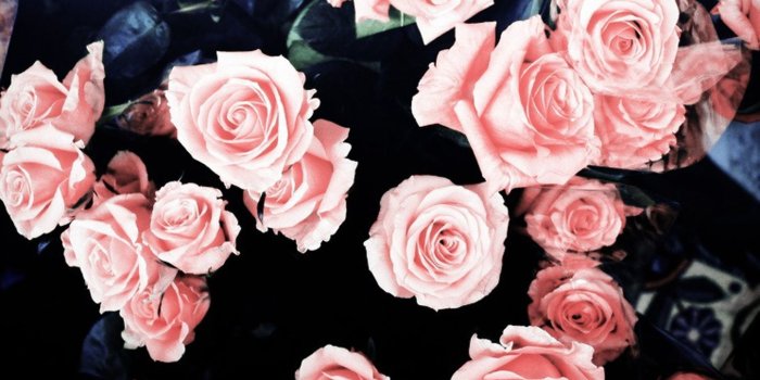 1339x900 Grunge Rose Aesthetic Desktop Wallpapers - Top Free Grunge Rose