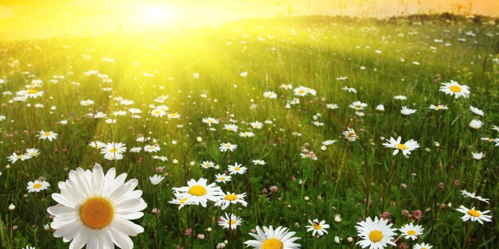 3840x2160 Daisies Sunny Field UHD 4K Wallpaper | Pixelz
